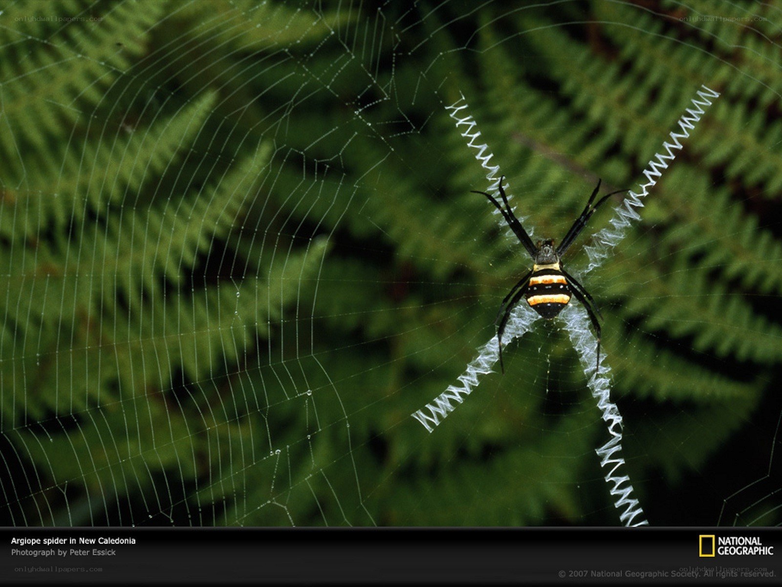 Argiope spider in New Caledonia
