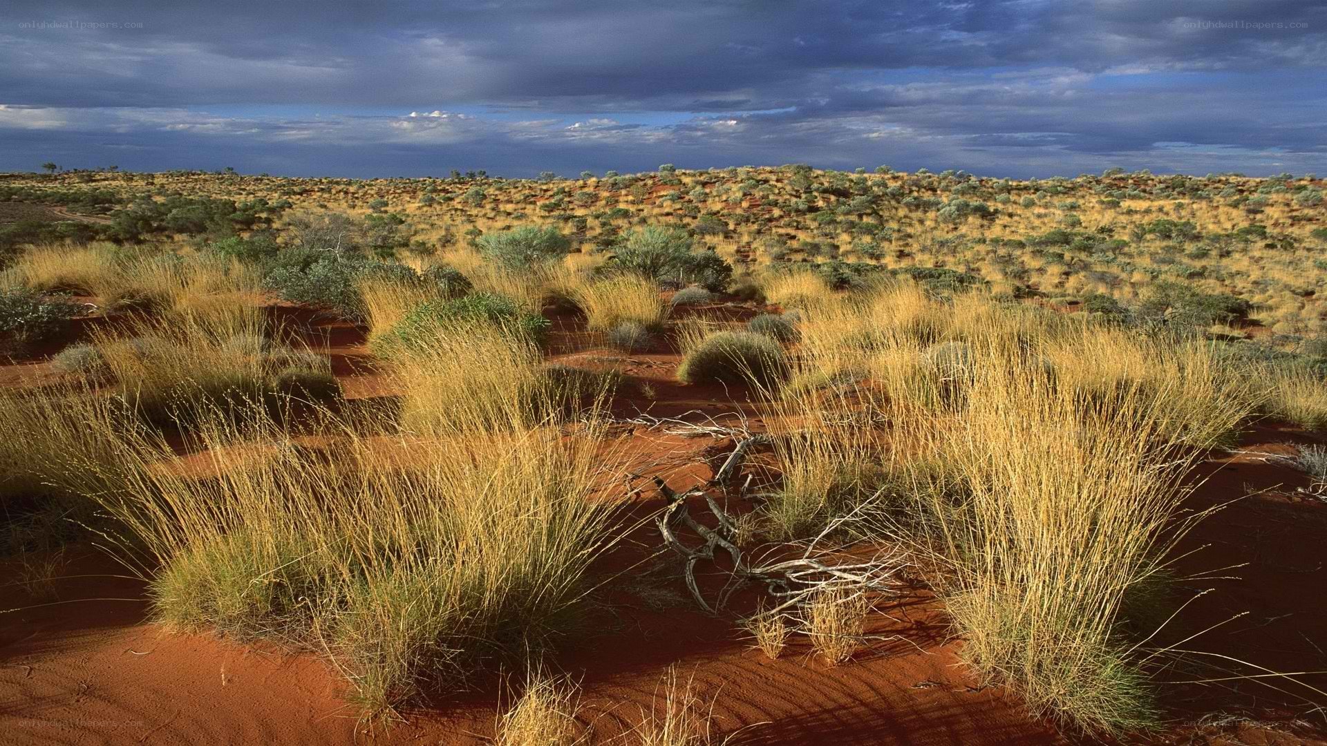 arid landscape with red soil