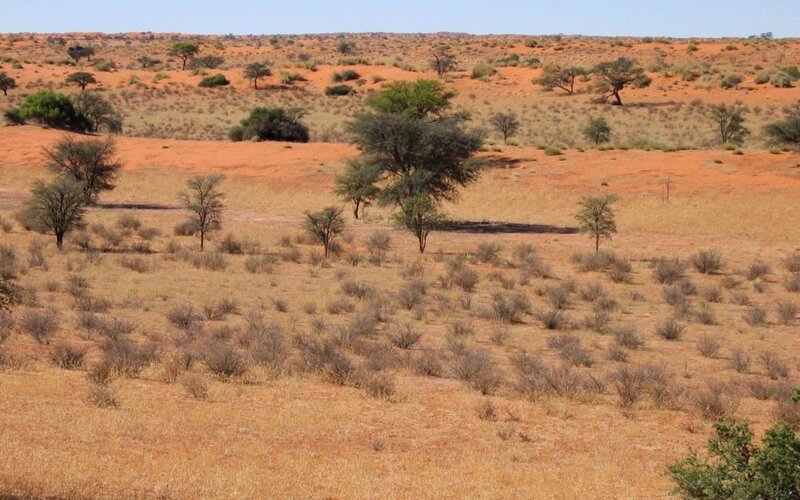 Arid Landscape with Trees — Orange