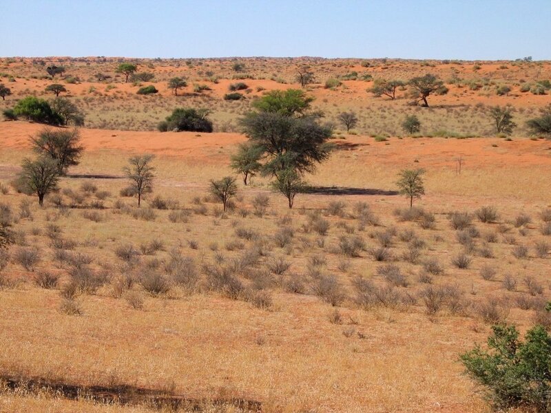 Arid Landscape with Trees
