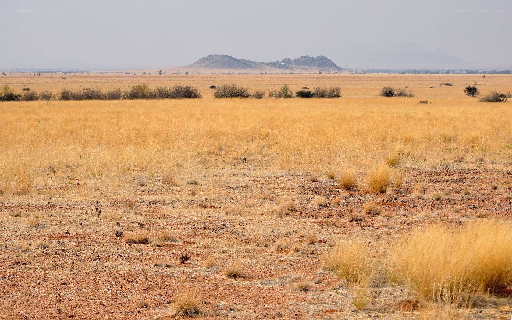 arid savanna landscape