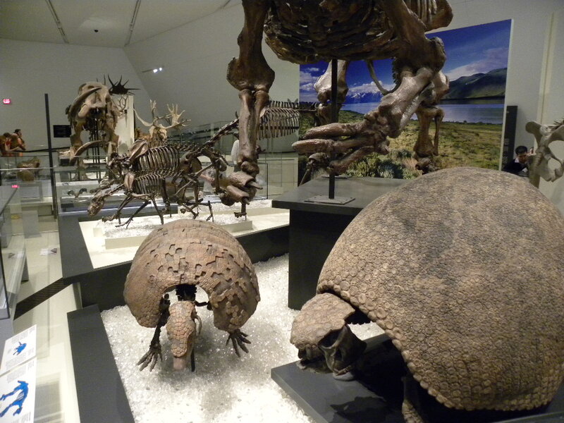 Armadillo Fossils