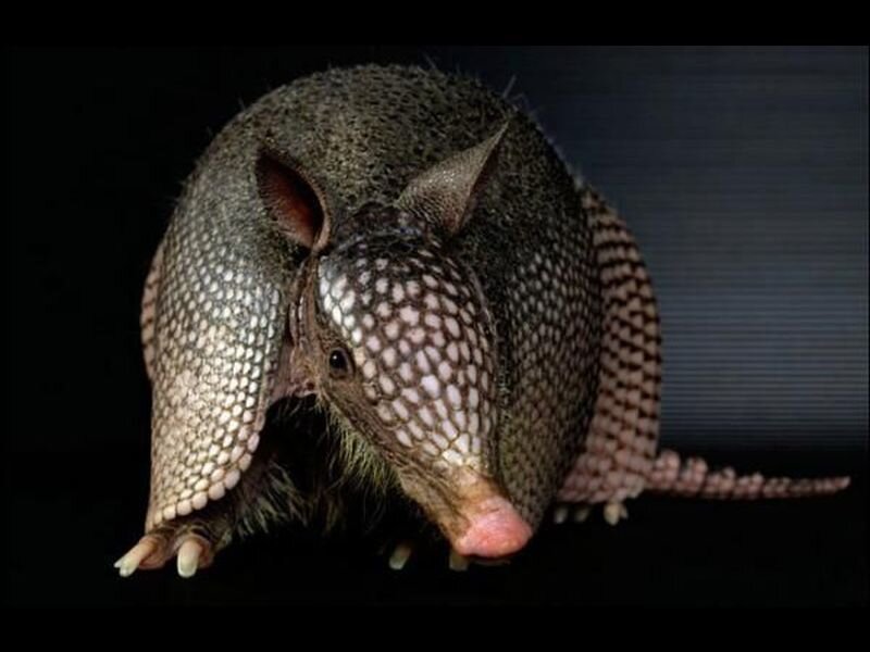 Armadillo in Dark Setting