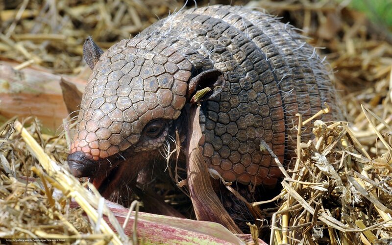 Armadillo in dry grass
