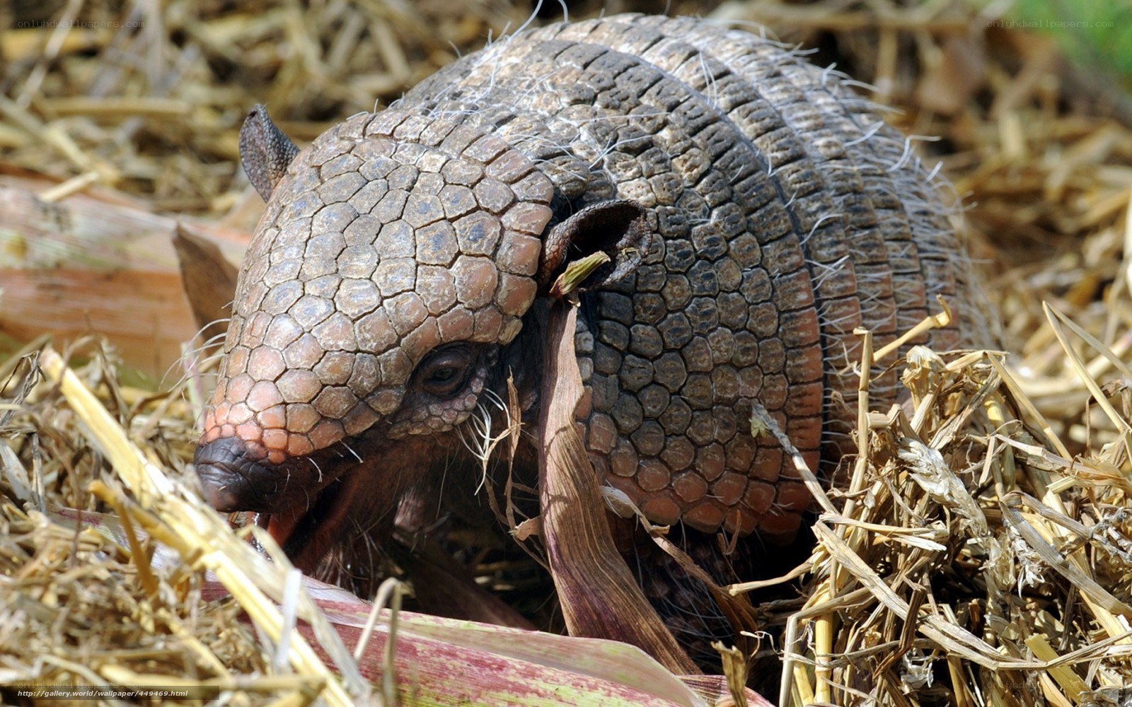 Armadillo in dry grass