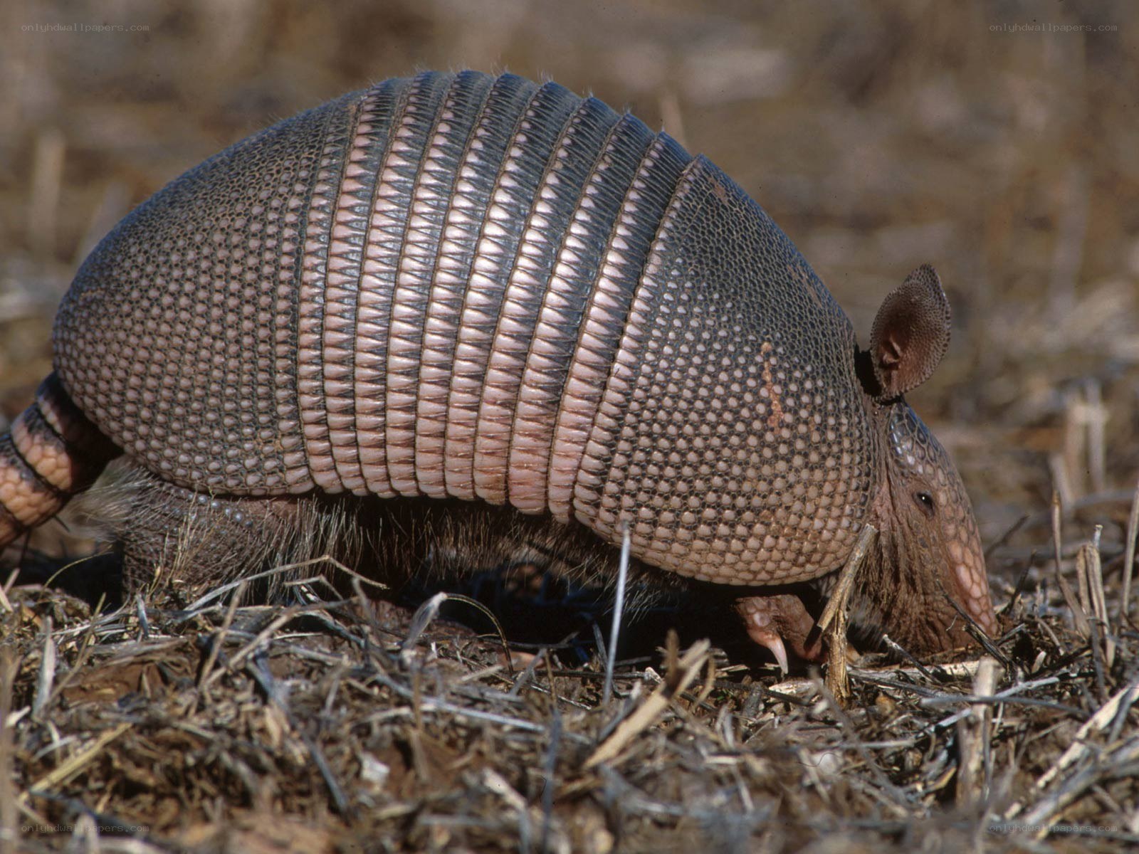 Armadillo in dry grass