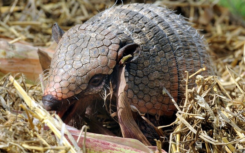armadillo in dry grass