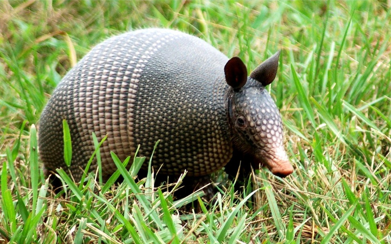 Armadillo in grass