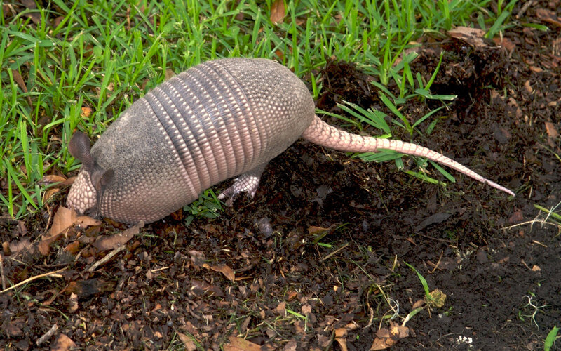 Armadillo in grassy area