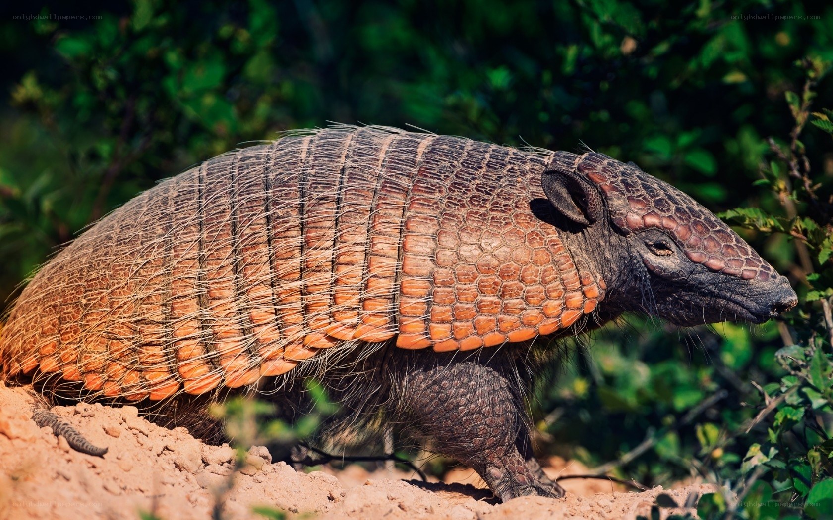 Armadillo in natural habitat