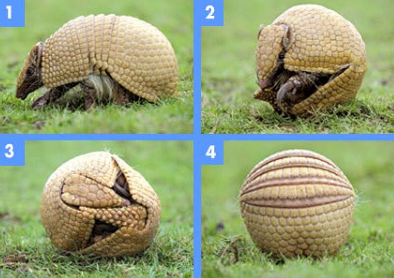 Armadillo in various positions