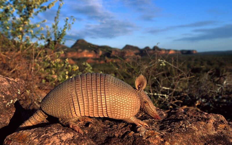 Armadillo on a rock