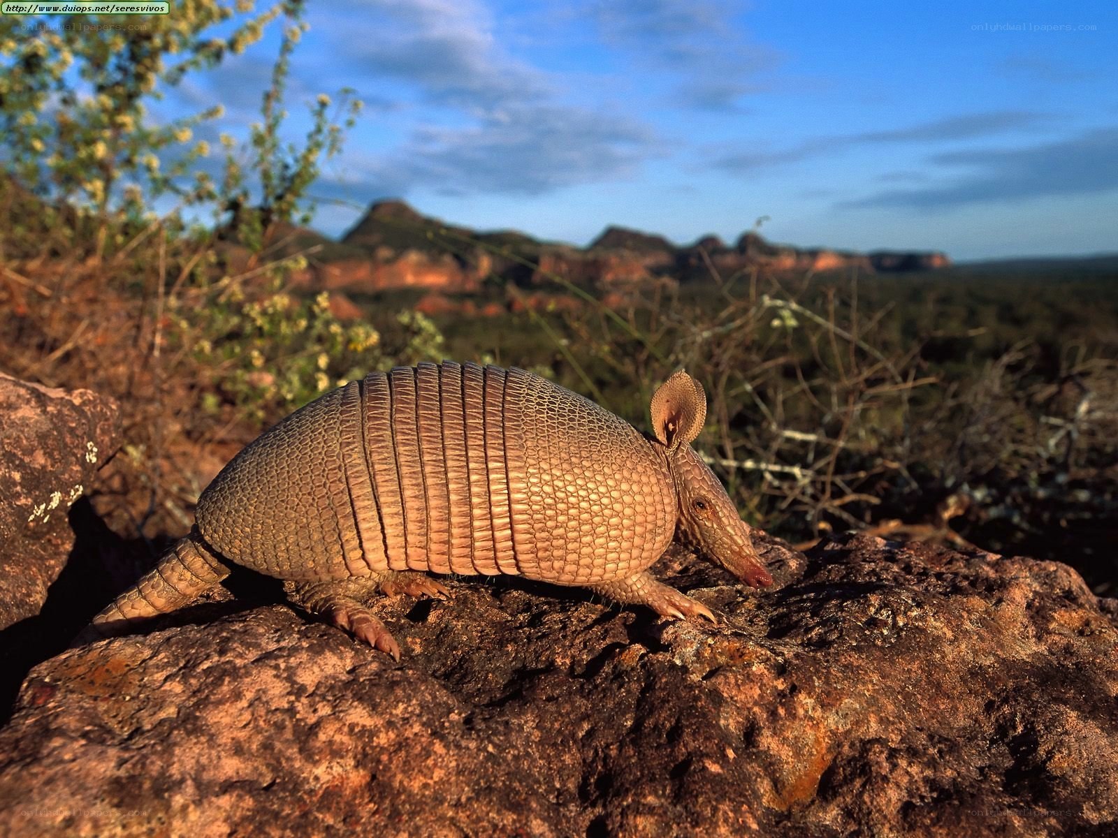 Armadillo on a rock