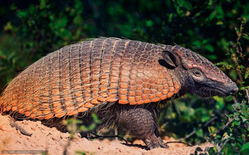 Armadillo on Dirt — Brown, Natural