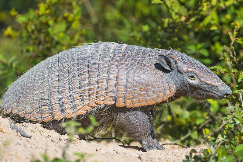 Armadillo on Dirt — Brown