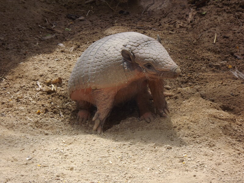 Armadillo on Dirt