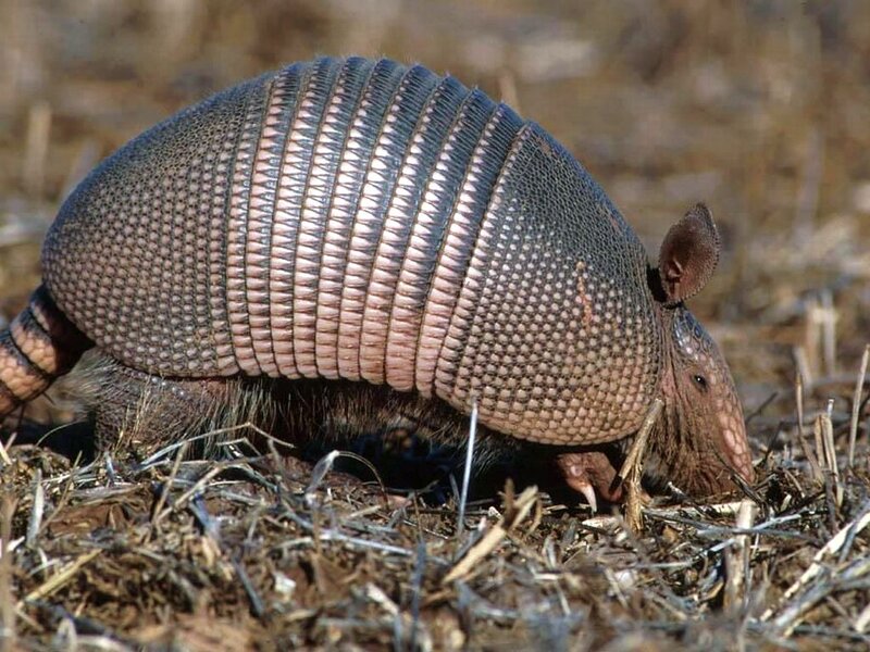 Armadillo on Dry Ground