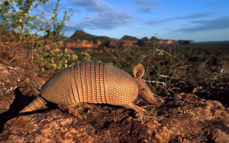 Armadillo on Rock