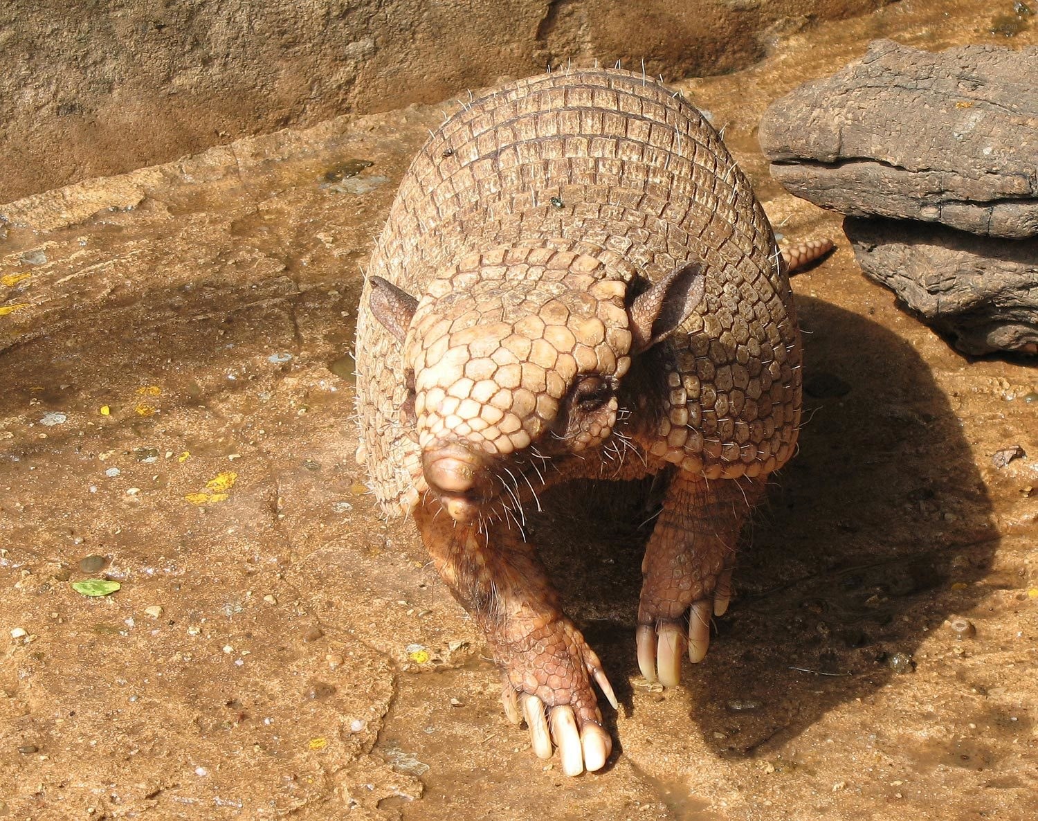 Armadillo on rocky ground