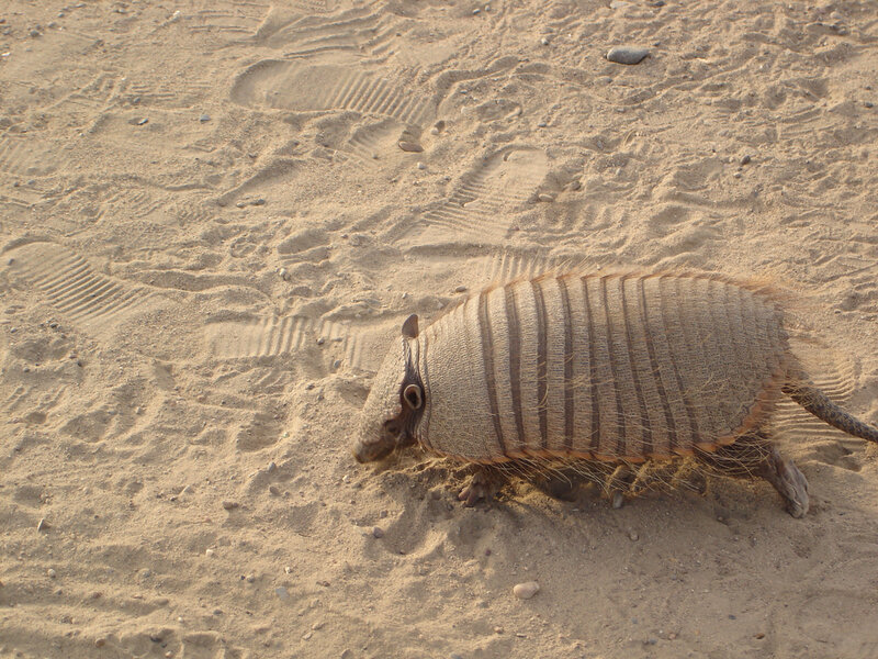 armadillo on sandy ground