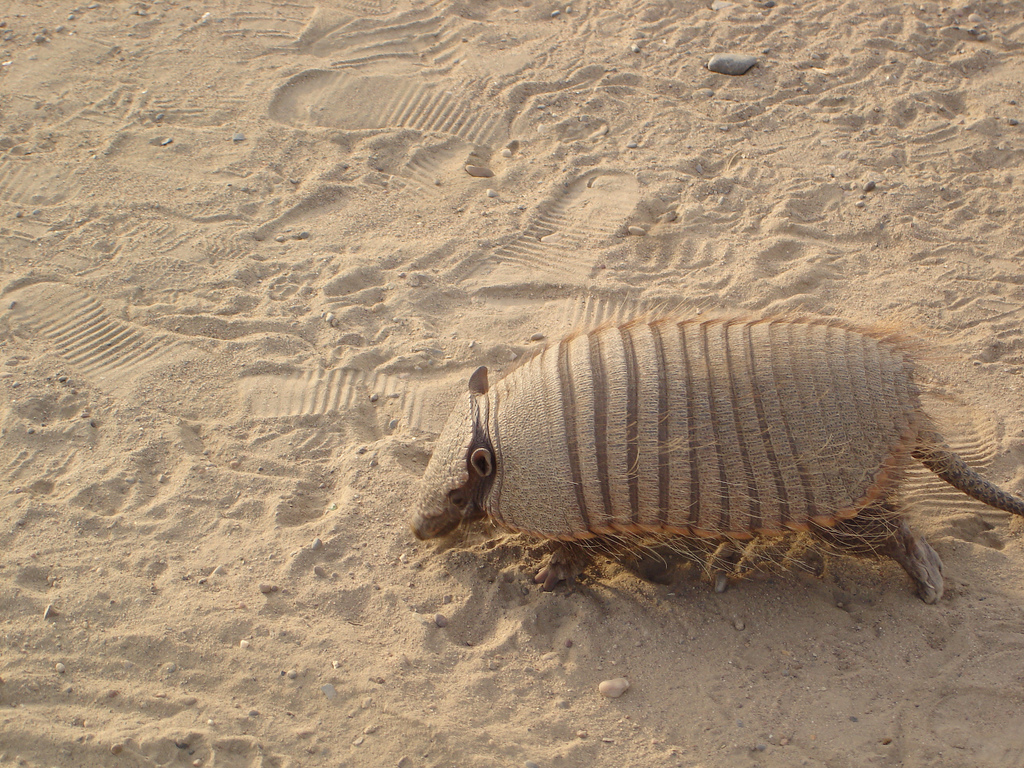 armadillo on sandy ground