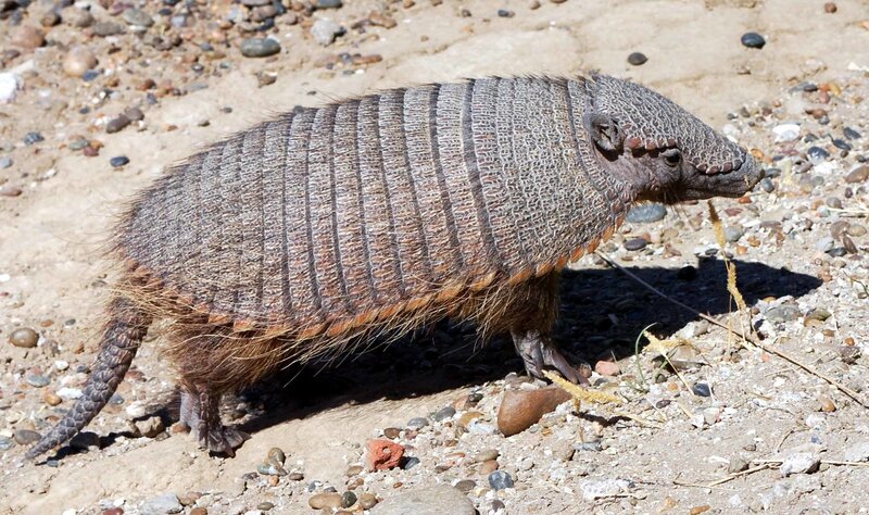 Armadillo on sandy ground