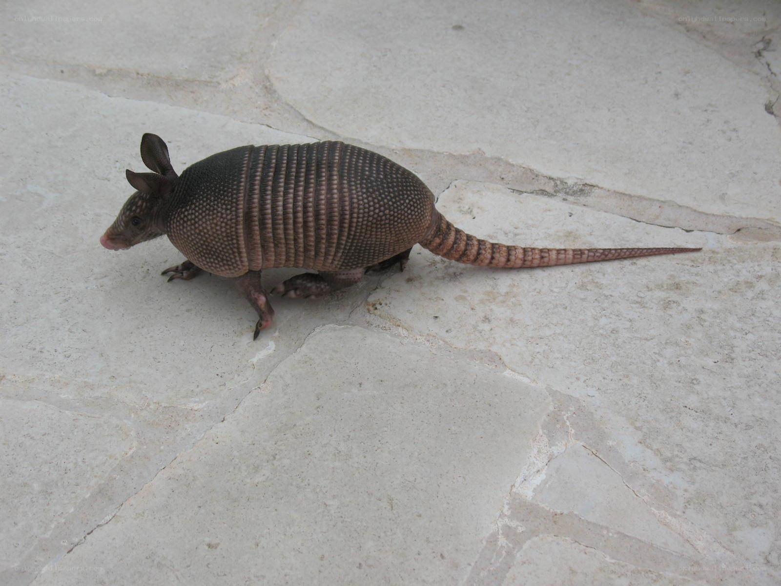 armadillo on stone surface