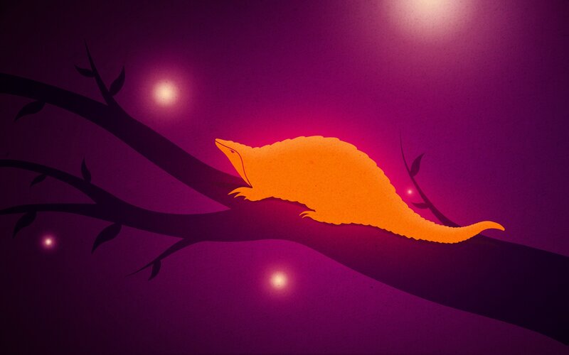 Armadillo on Tree Branch