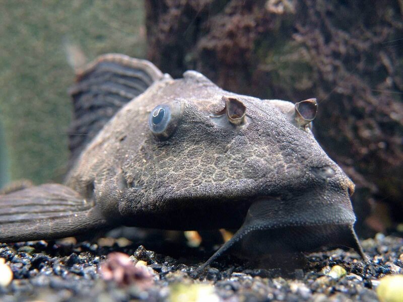 Armored Catfish