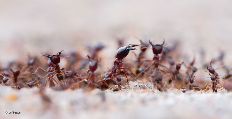 Army of Reddish-brown Ants