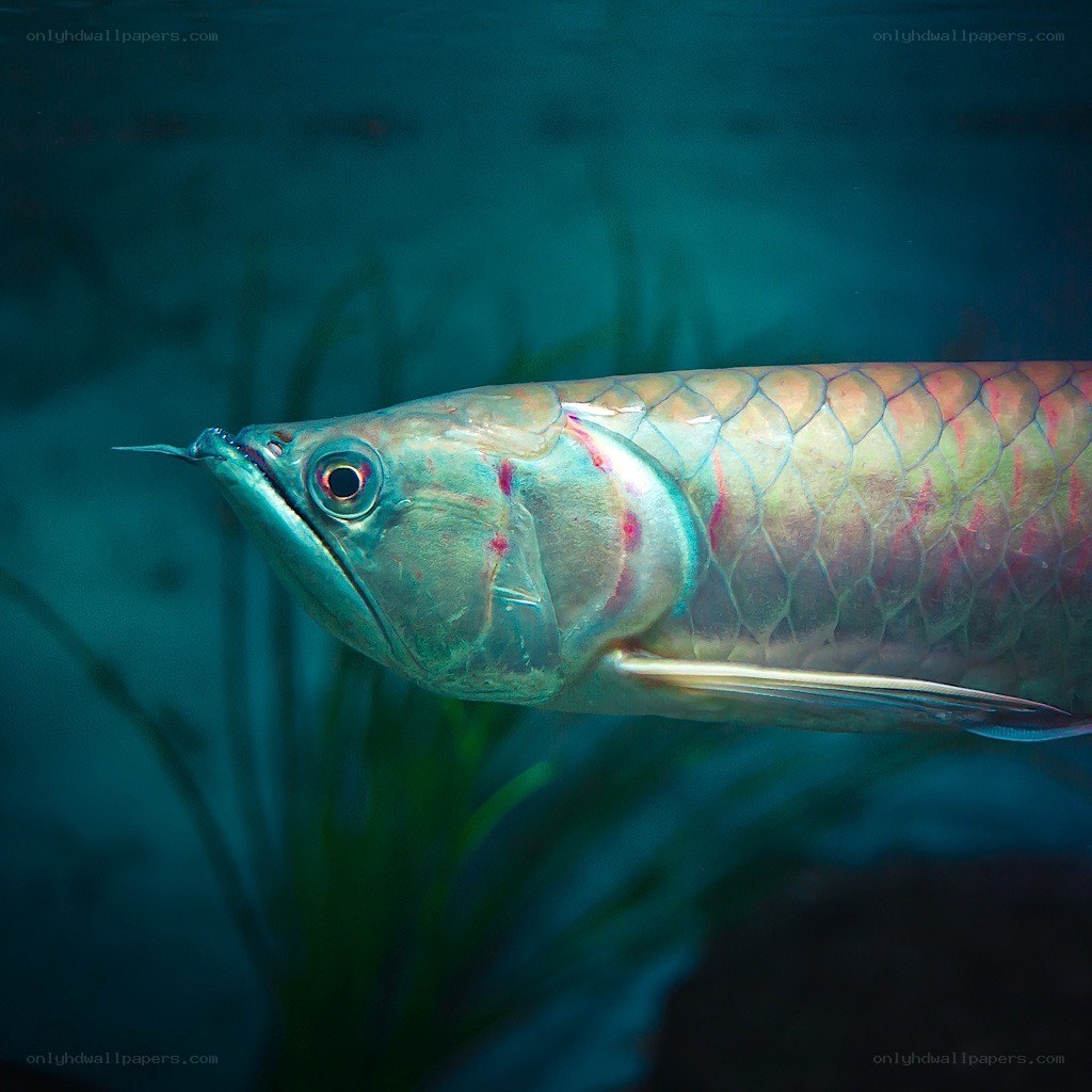 Arowana fish in aquarium