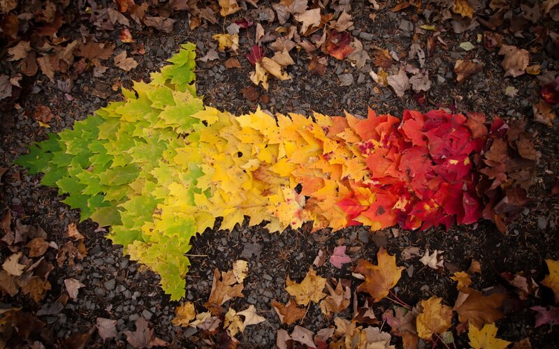 Arrow Made of Leaves