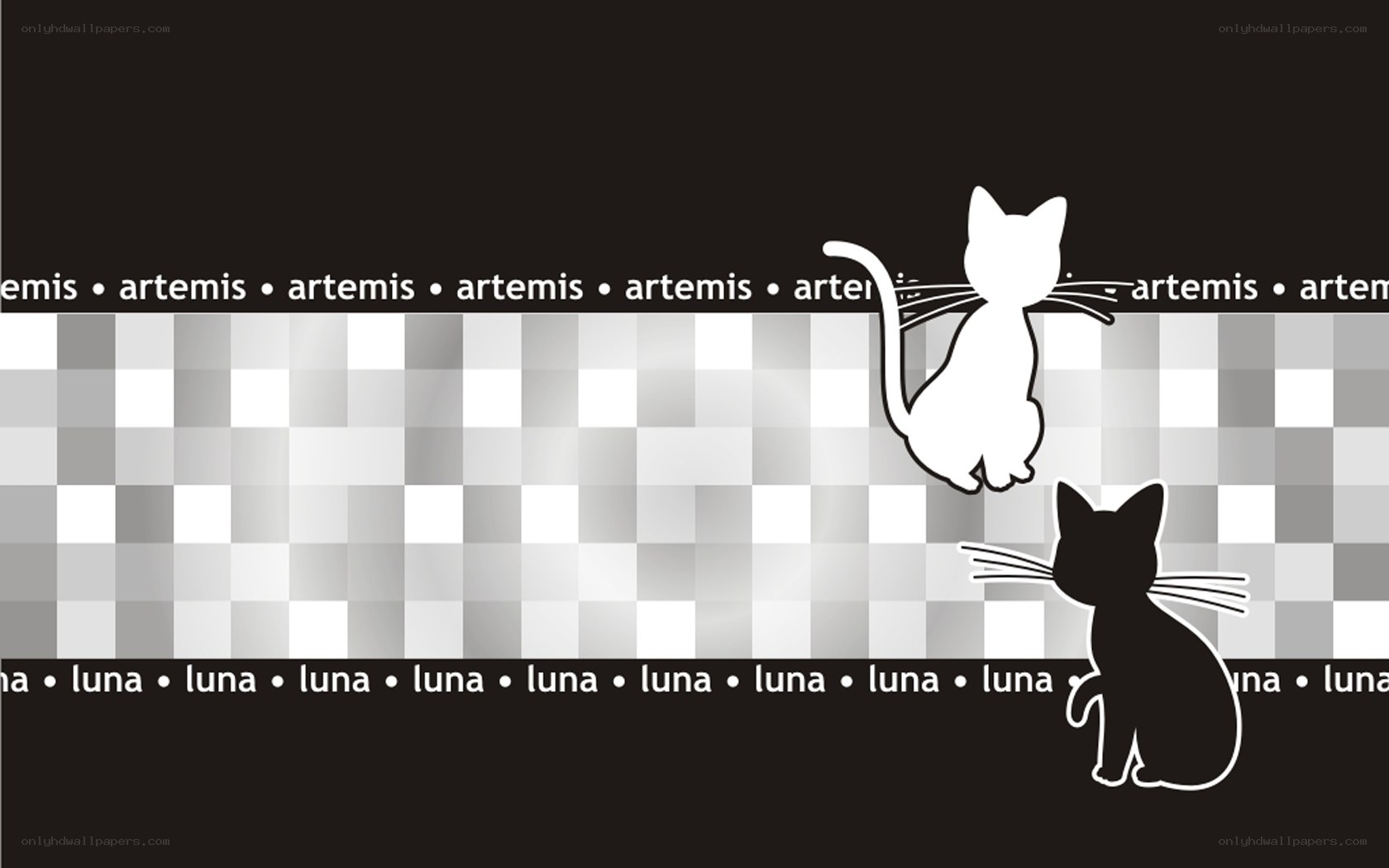 Artemis and Luna cats