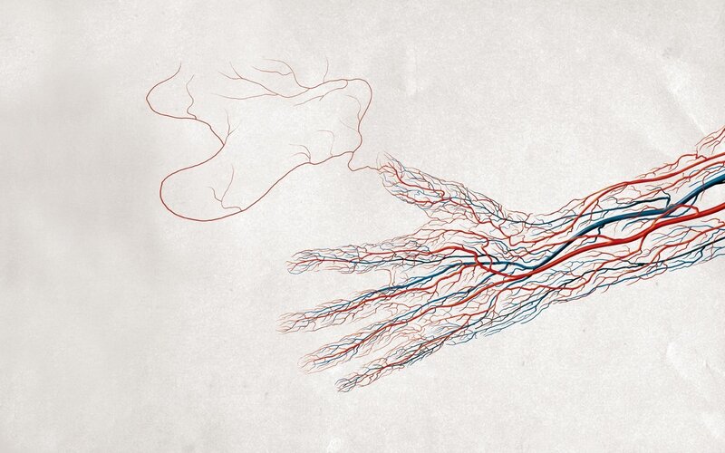 arterial network of a hand