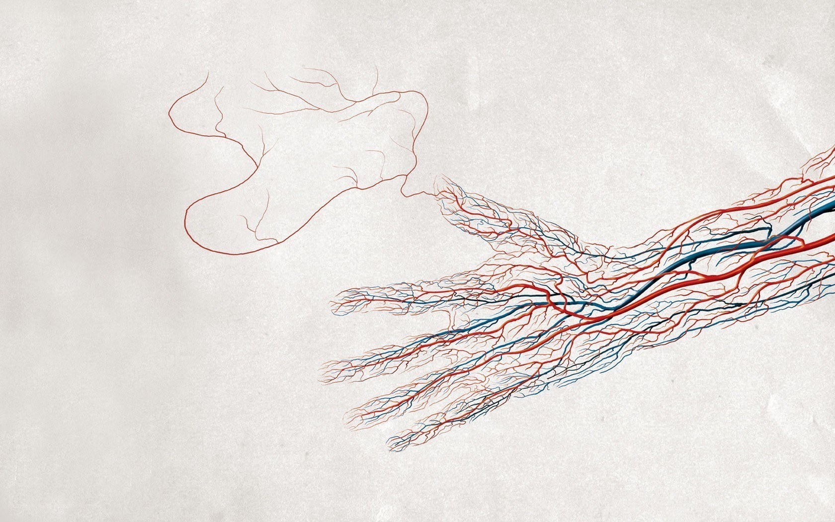 arterial network of a hand