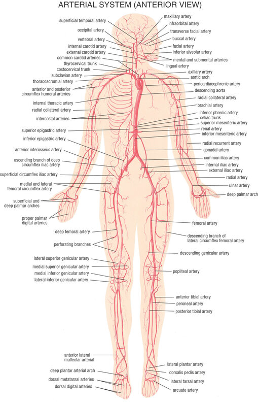 Arterial System Anterior View