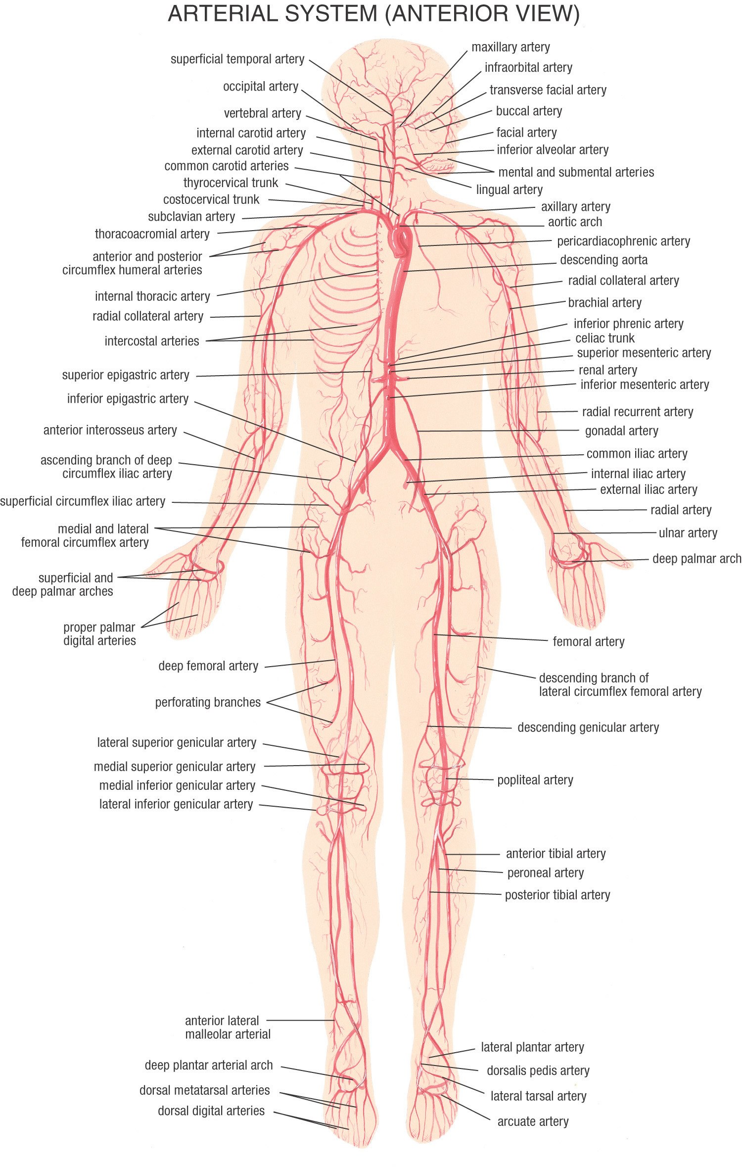 Arterial System Anterior View