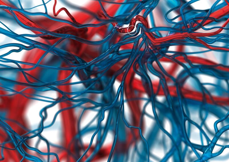 Arteries and Veins