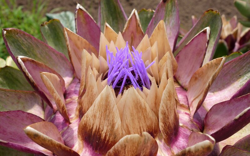 Artichoke Flower Bloom