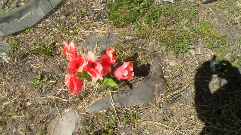 Artificial Flowers on Ground