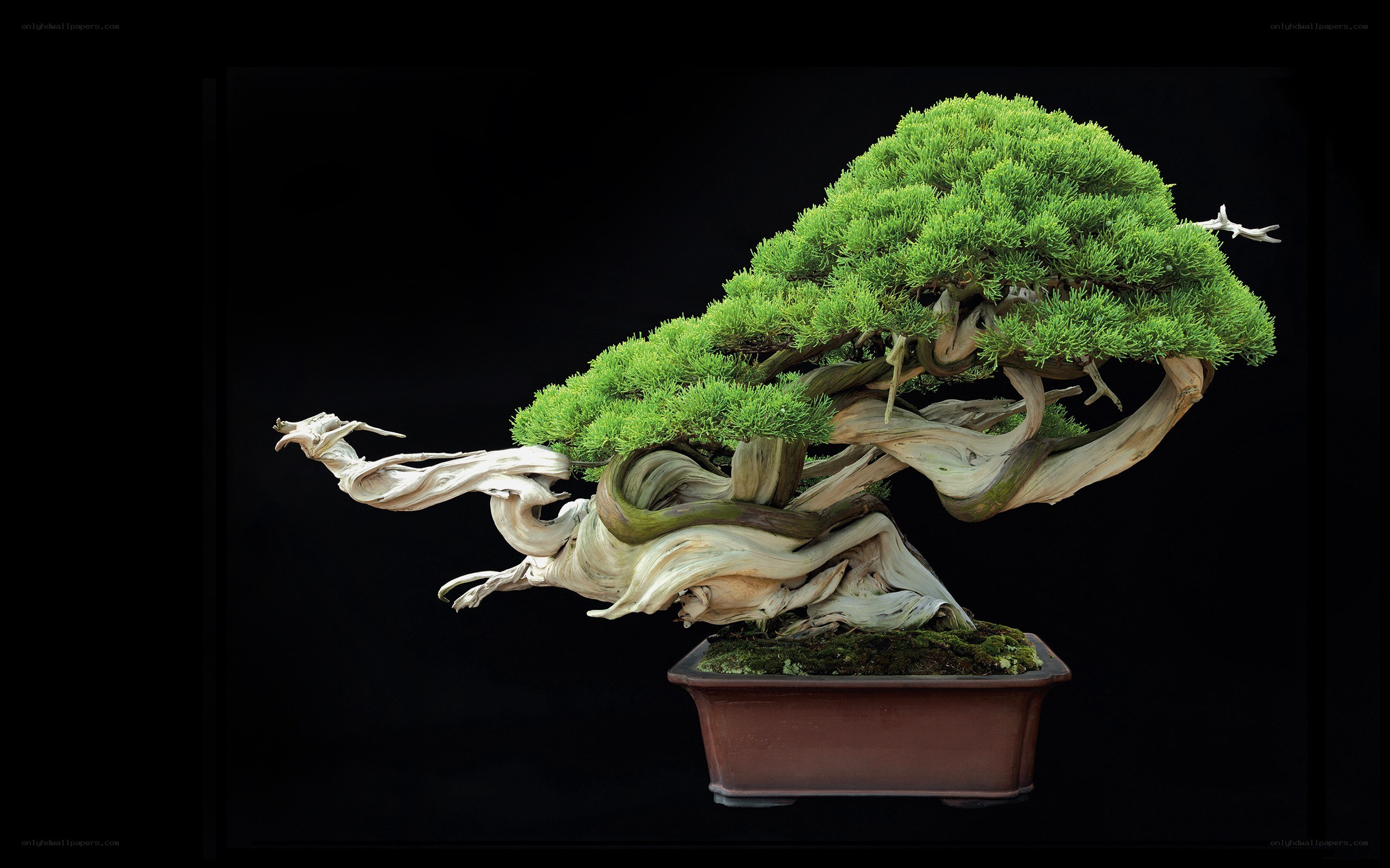 Artistic bonsai tree sculpture