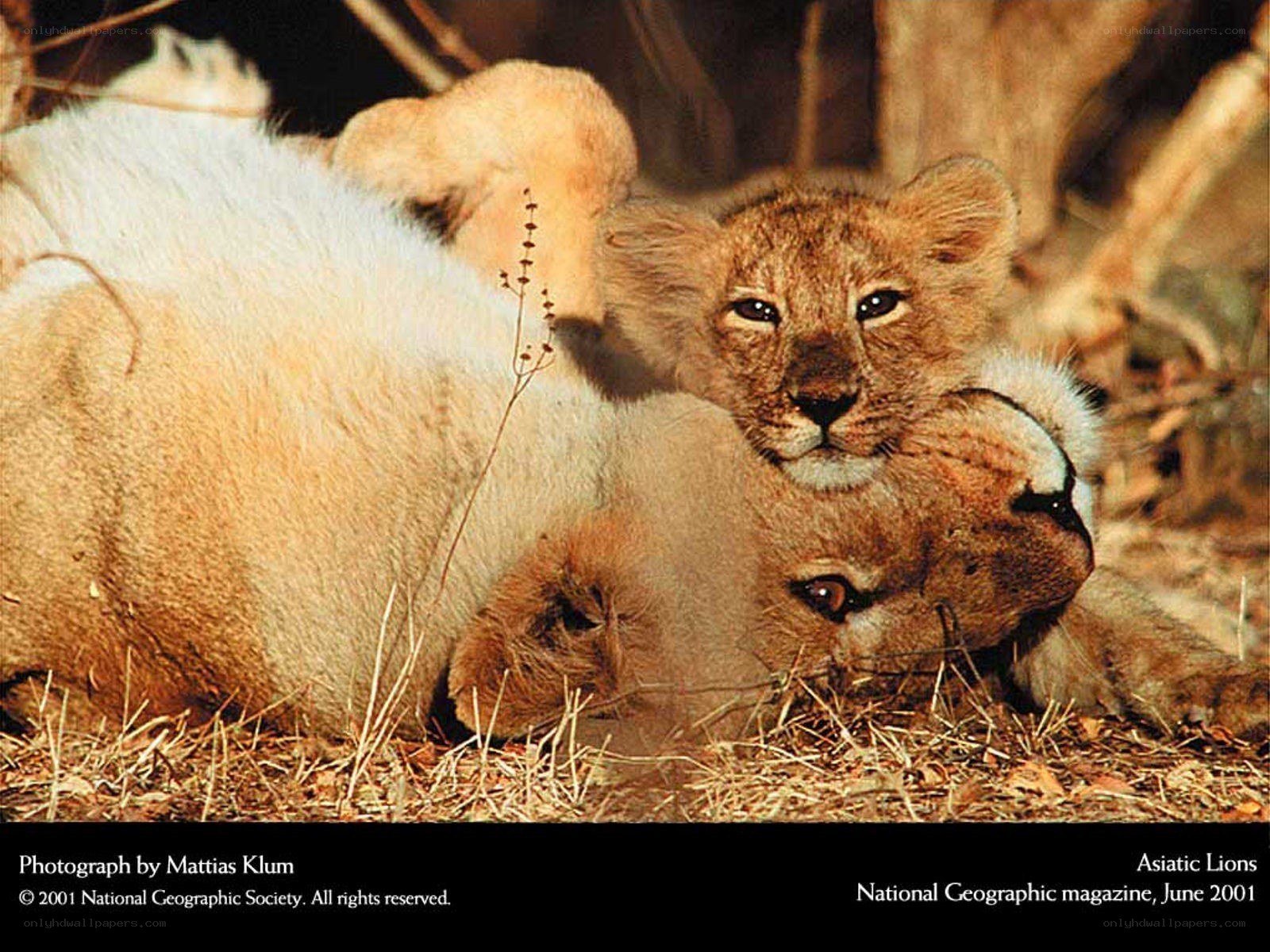 Asiatic lion cubs resting