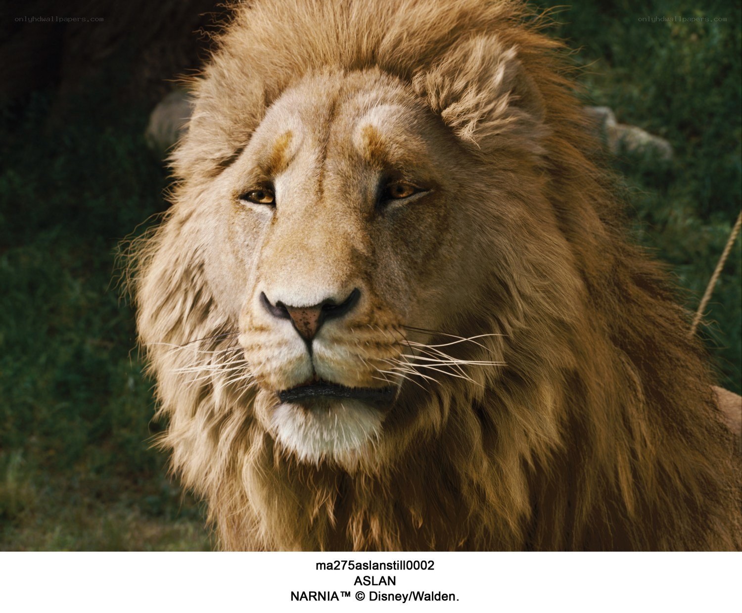 Aslan the lion from Narnia