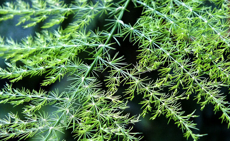 Asparagus Fern Foliage