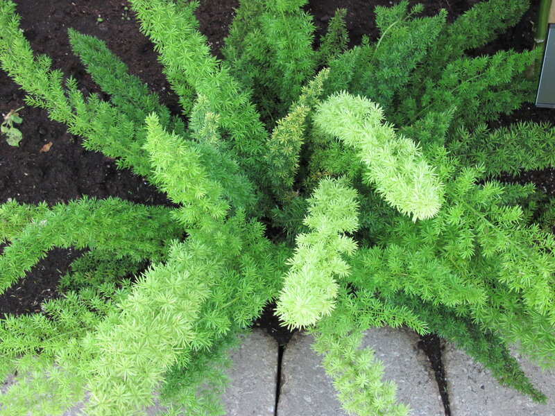 Asparagus Fern Plant