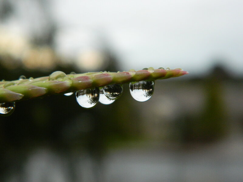 Asparagus Spear with Water Droplets
