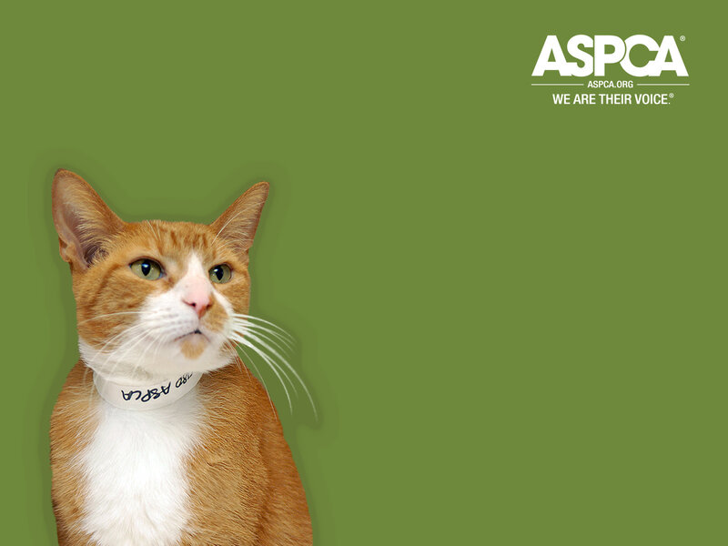 ASPCA cat adoption poster