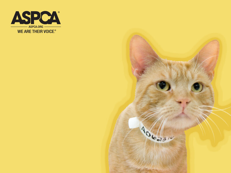 ASPCA cat adoption promotion