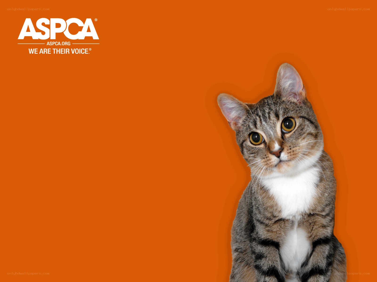 ASPCA cat advocacy image