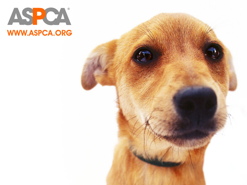 ASPCA dog adoption